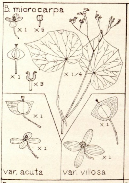 B. microcarpa